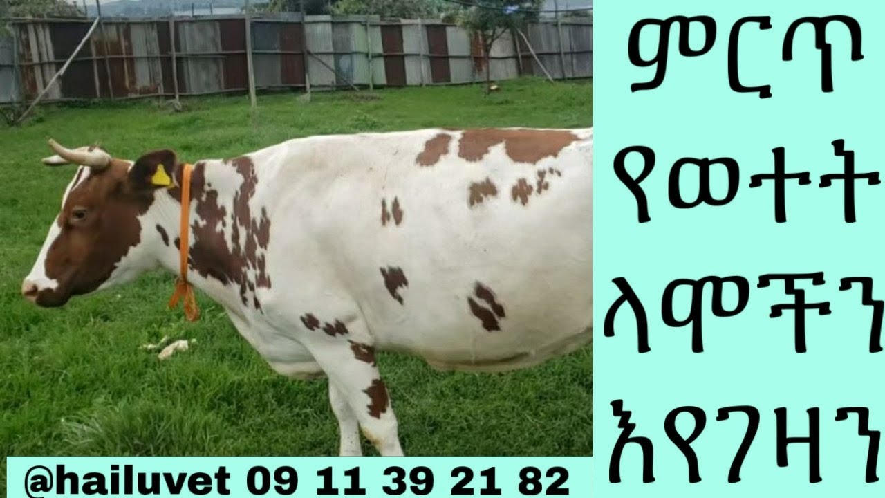 የወተት ላሞችን ከታዋቂ  እና  ከፍተኛ እርባታ ማእከል እያጋዛን
