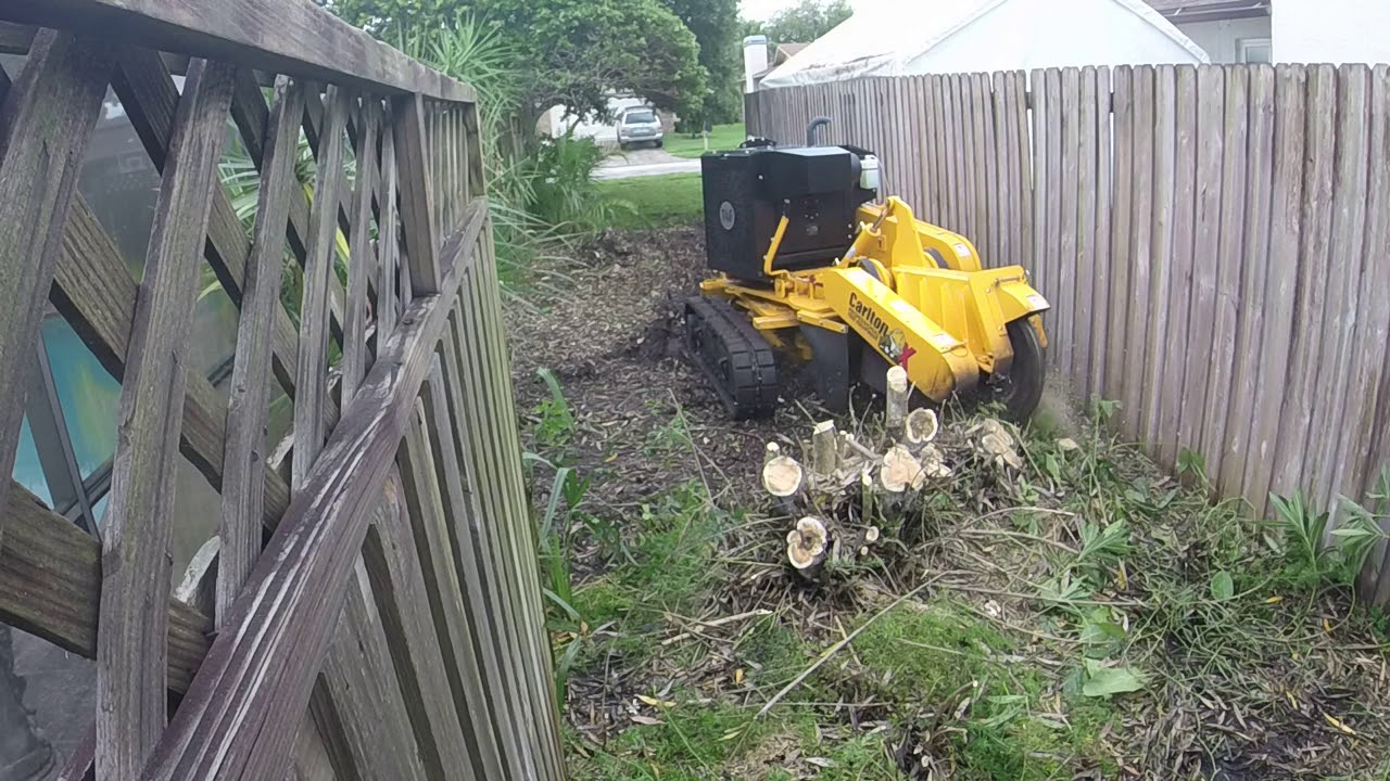 Grinding Oleander stumps with Carl