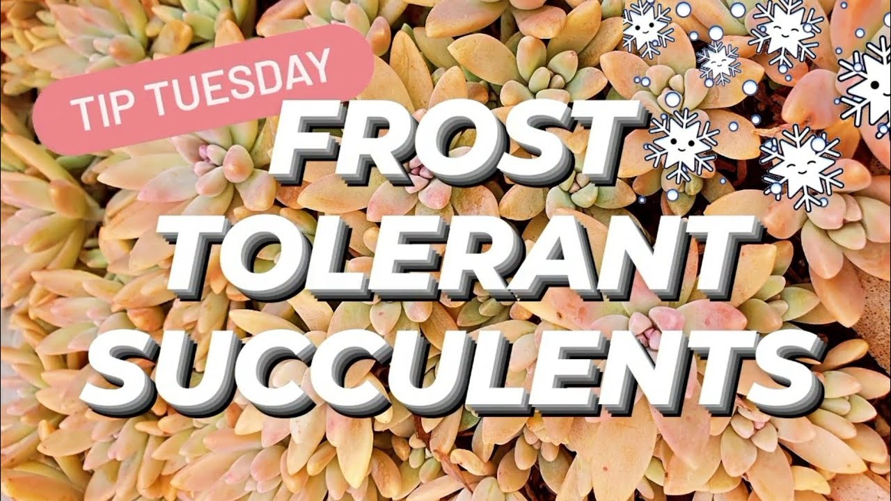 FROST TOLERANT SUCCULENTS ❄🌱💖