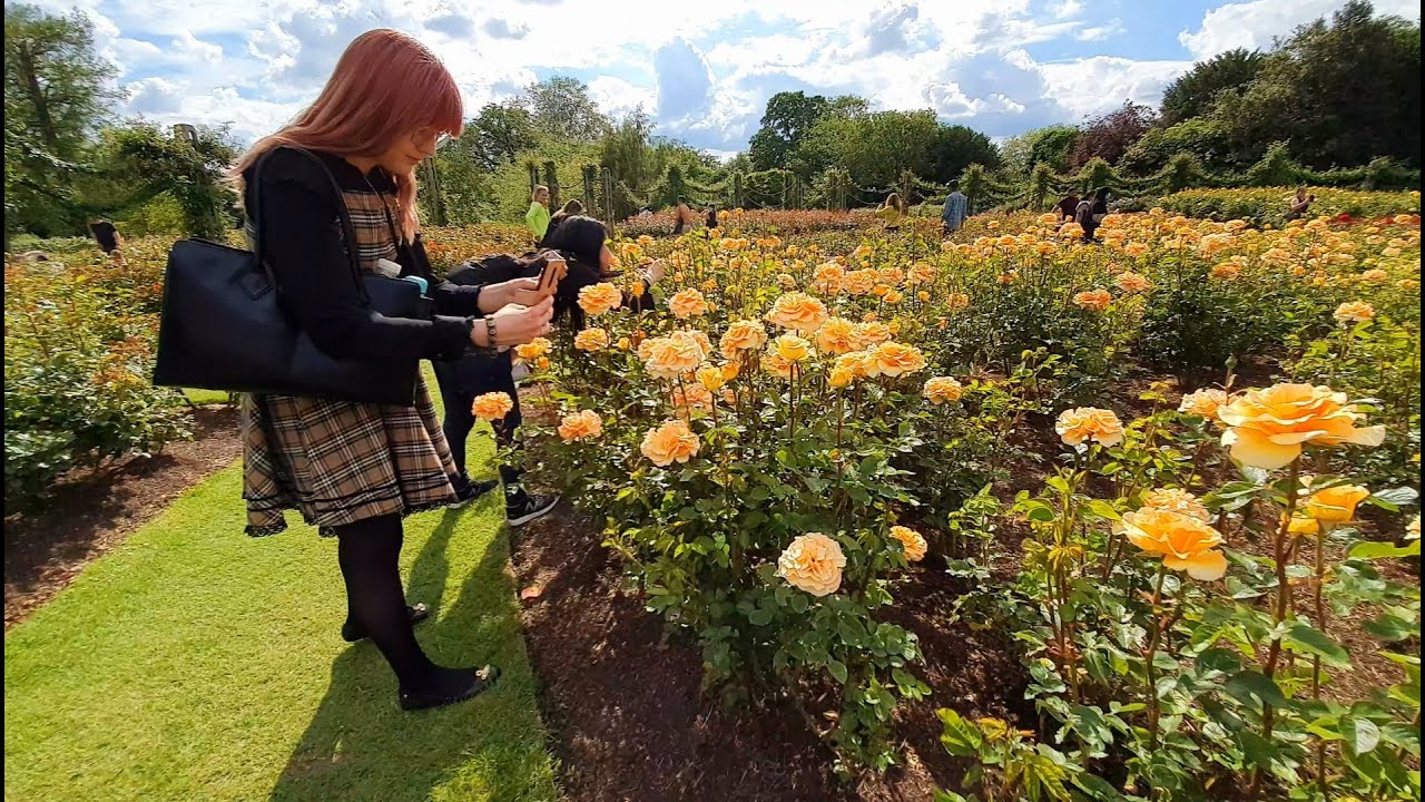 LONDON FAMOUS GARDEN | QUEEN MARY'S ROSE GARDEN SUMMER BLOOM | June 2021