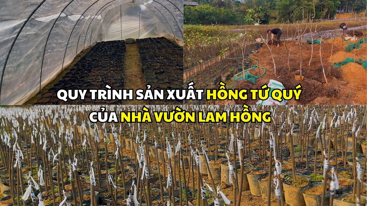 Quy trình sản xuất Hồng Tứ Quý tại vườn từ A-Z | Nhà vườn Lam Hồng