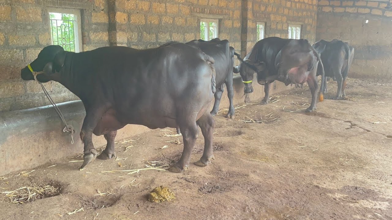Call 6352915172 |जाफराबादी भेंस खरीदे गुजरात से |jafrabadi buffalo for sell in gujrat 