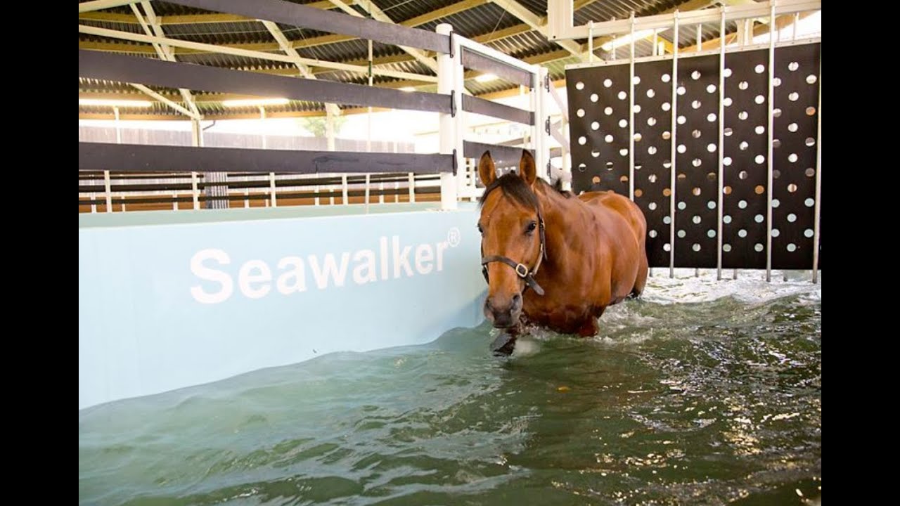 The Seawalker Horse Water Walker