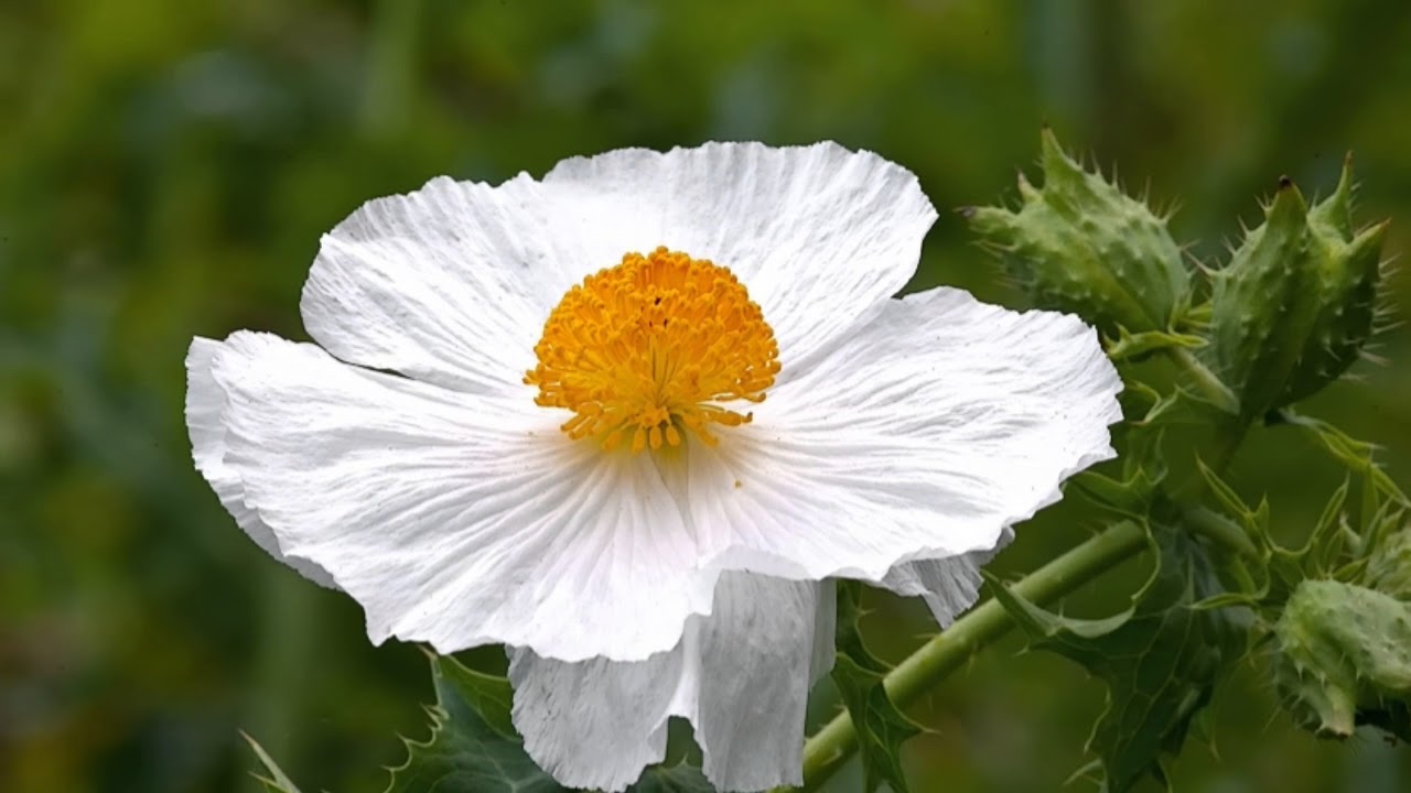 Wildflowers by Tom Petty, Photography by Jim Flowers