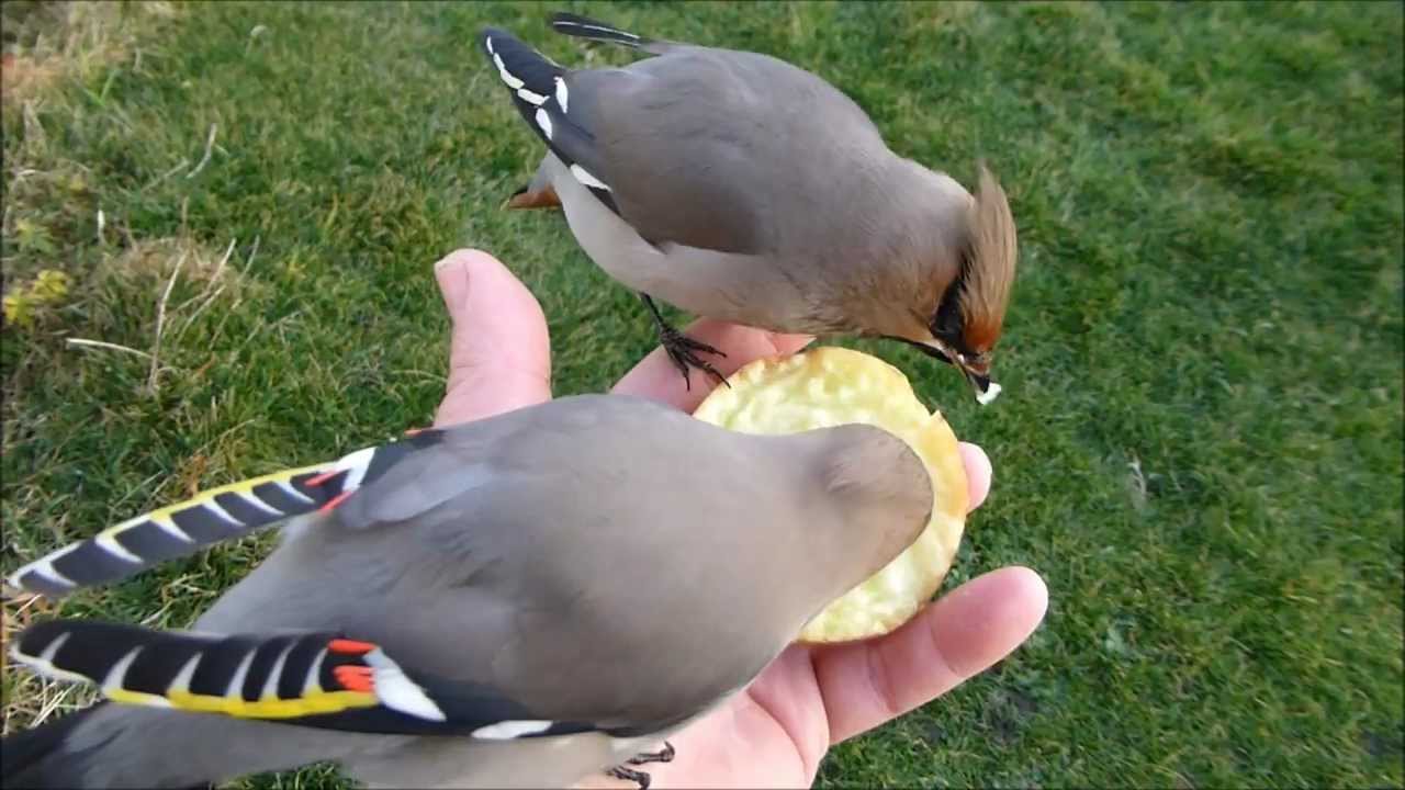 Waxwing Waxwings in my Hand