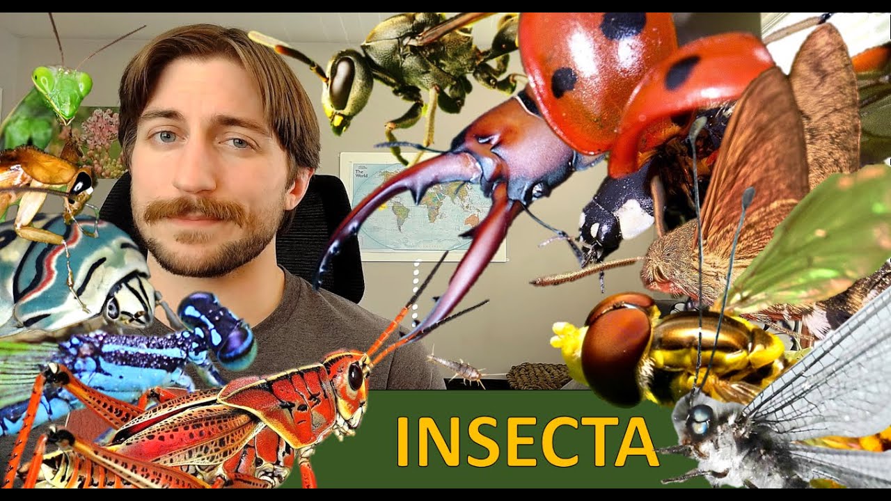 Insecta: Насекомые — Класс в центре внимания