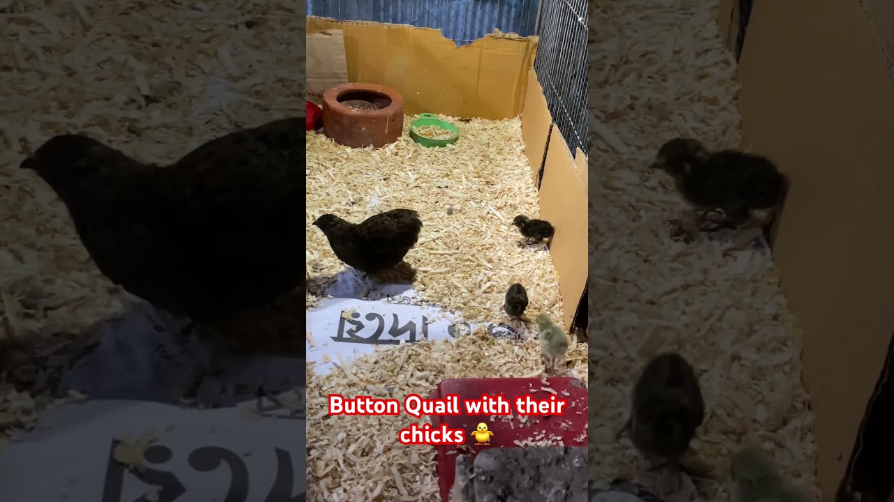 Beauty of Buttonquail or King Quail #shorts #buttonquail