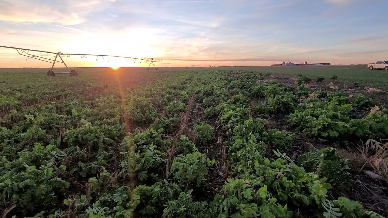 Cut Your Cash Crop inputs with Regenerative Cover Crops!  Corn/soybean side by side comparison.