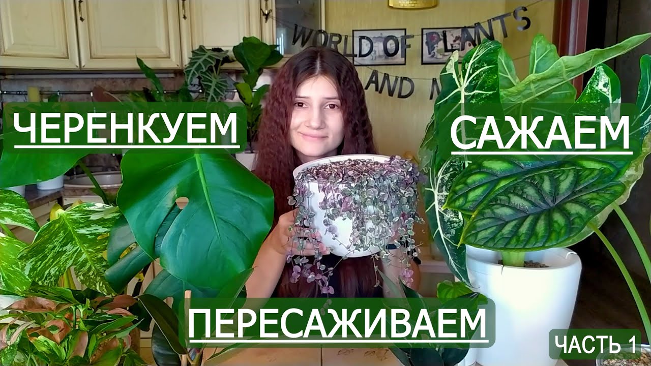 Черенкуем, сажаем и пересаживаем. Долгожданная пересадка. Часть 1