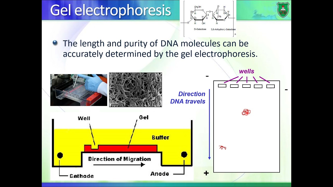 BioM02 Molecular Biology 2020 2021 Basic applications 1 Arabic
