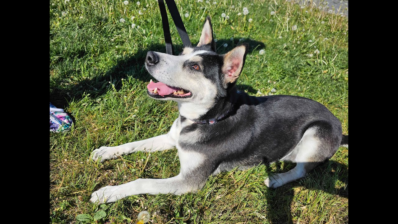 Chien Kelyane