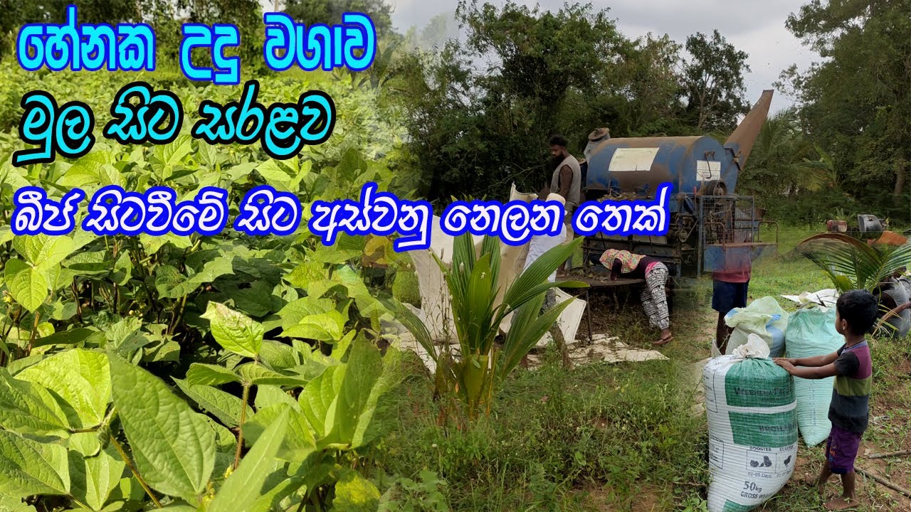 උඳු වගාව මුළ සිට වග දක්වාම සියළු වගා ක්‍රම සමග  | Undu Wagawa Black gram Cultivation | Black Gram