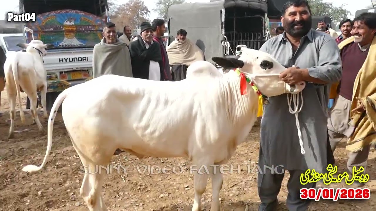 Today Domail Mandi Fatehjang Rate’s update30/Jan.2026-Part04Sunny Video Fateh Jang Cow Mandi 2026