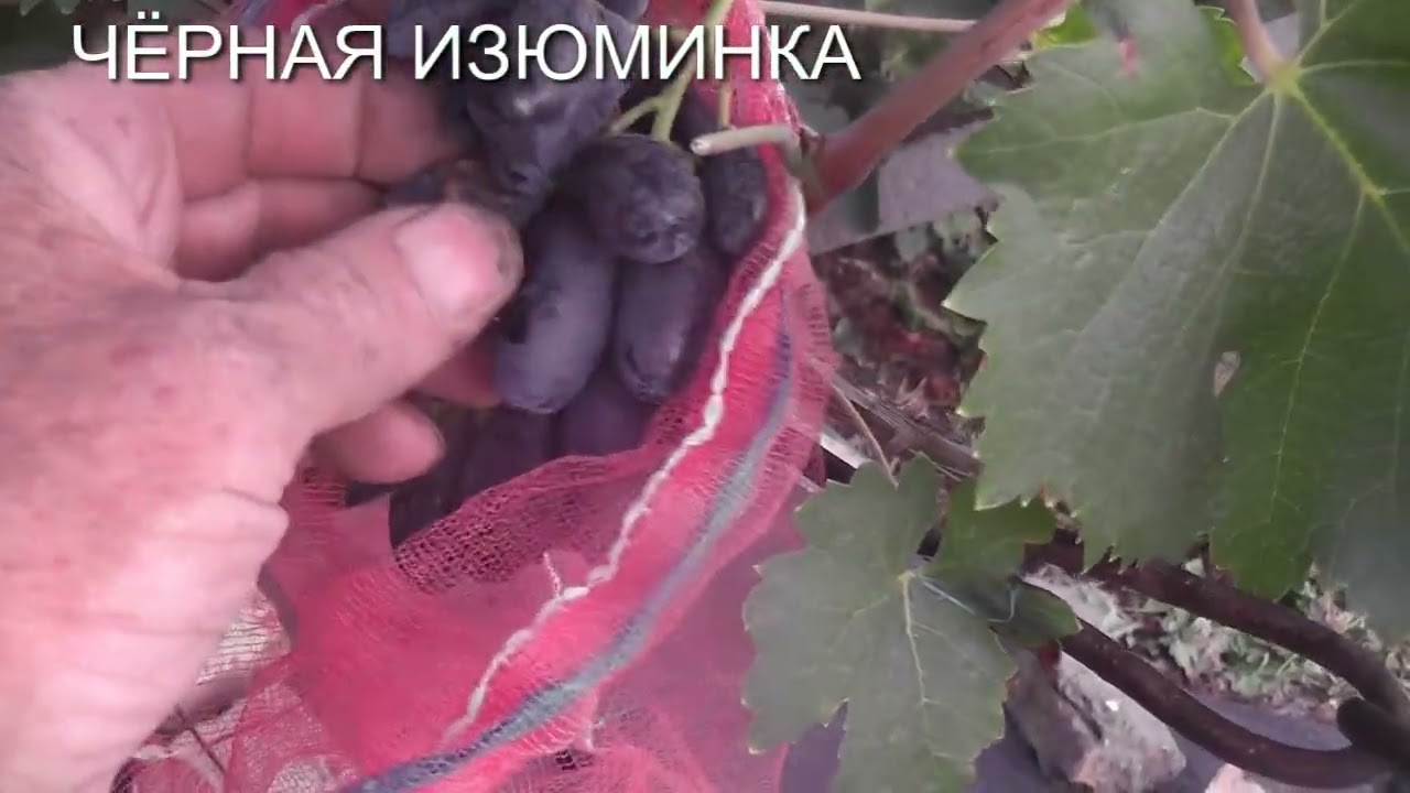 25 р.кишмиш Парфюм,Чорна Ізюминка,Парижанка,Євдоким,Восторг червоний,Казанова,Ніктан