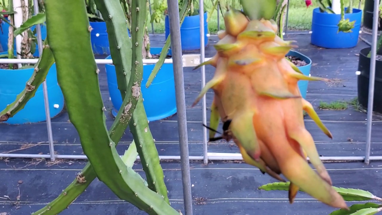 Yellow Thai variety Dragon Fruit two minute plant profile