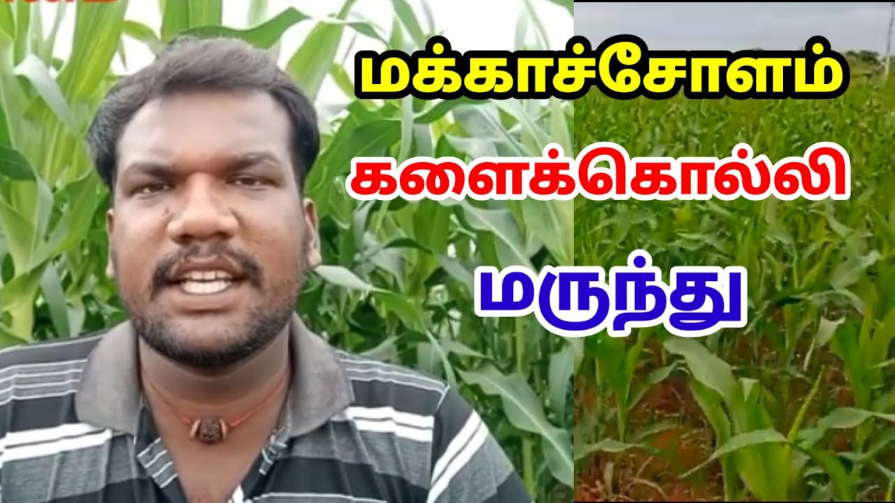 மக்காச்சோளம் களைக்கொல்லி மருந்து | Maize herbicide | பகுதி -3 | பறவை அன்னம்
