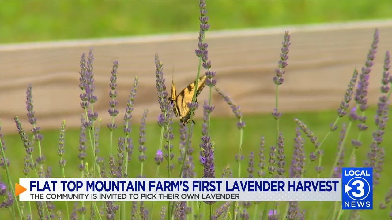 Flat Top Mountain Farm's first lavender harvest