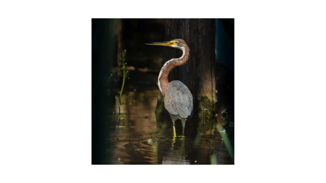 Florida Water Bird ID Trivia