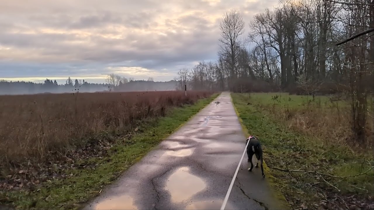 A Slow Motion Dog Walk in the Rain | Champoeg State Park
