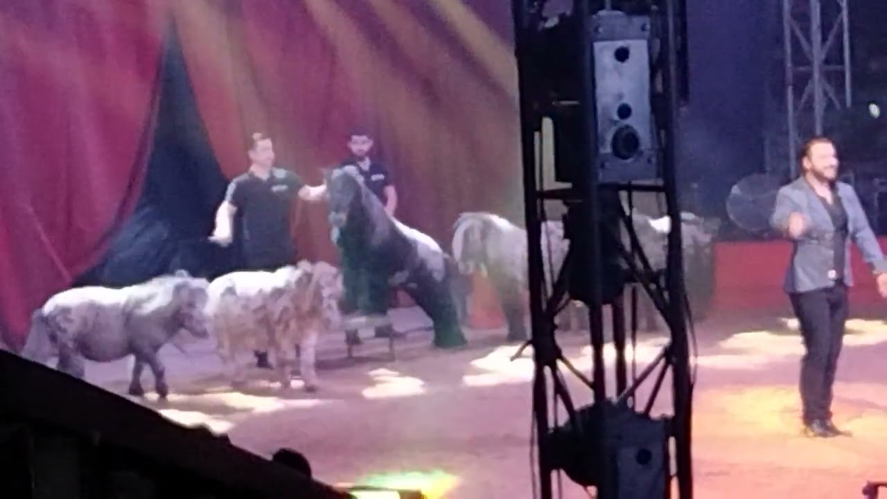 Cirque Zavatta 2024 , poney et cheval blanc