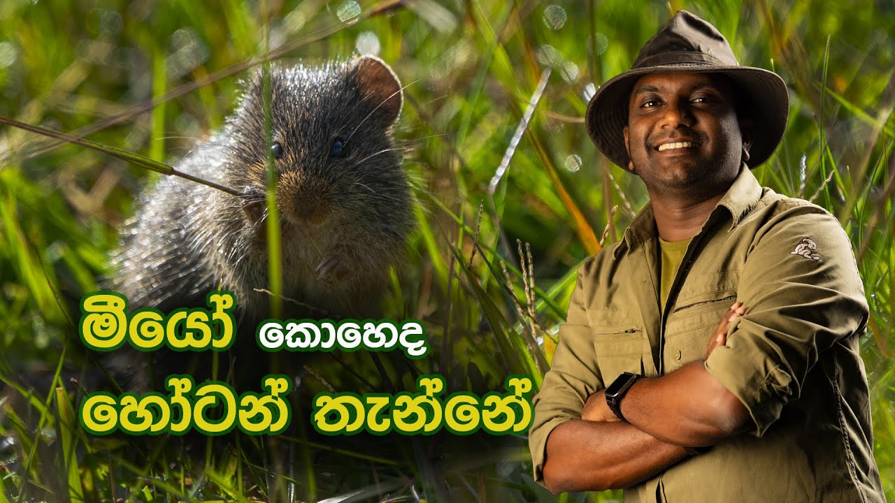 යනෙන අතර මග මතක 04 හොර්ටන් තැන්නේ පොඩි ගමනක්