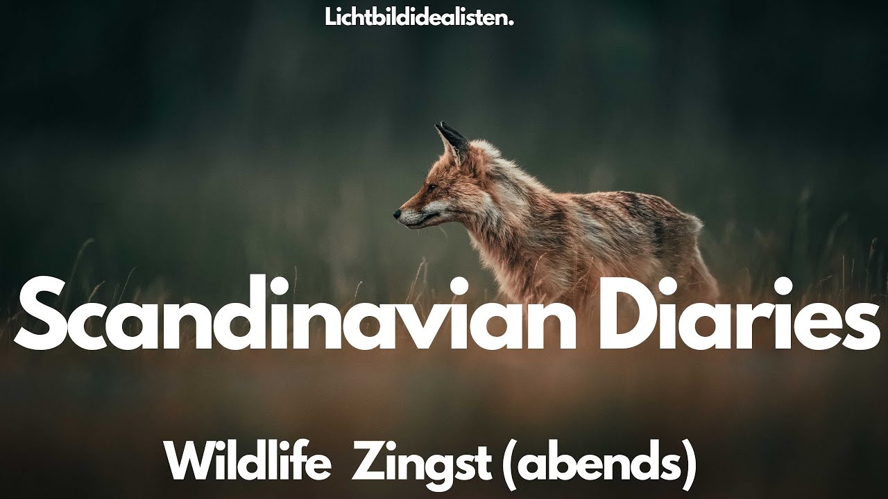 Wildlife Zingst (abends)  - Scandinavian Diaries 2 - mit @MarkusFahs-lichtformfarbe