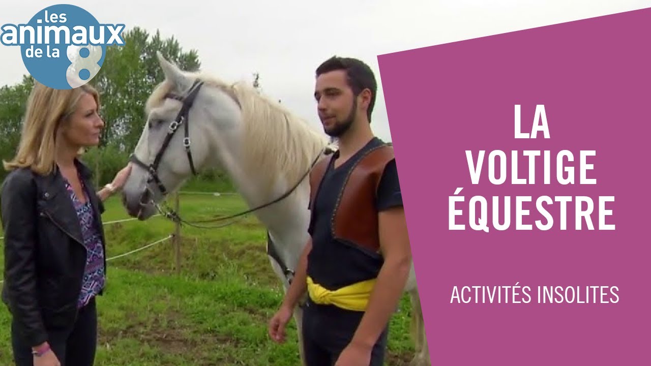 Robin et Votan, partenaires de voltige - Les Animaux de la 8