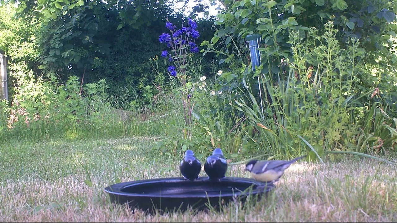 I Tried Adding a Water Feature In My Wild Garden