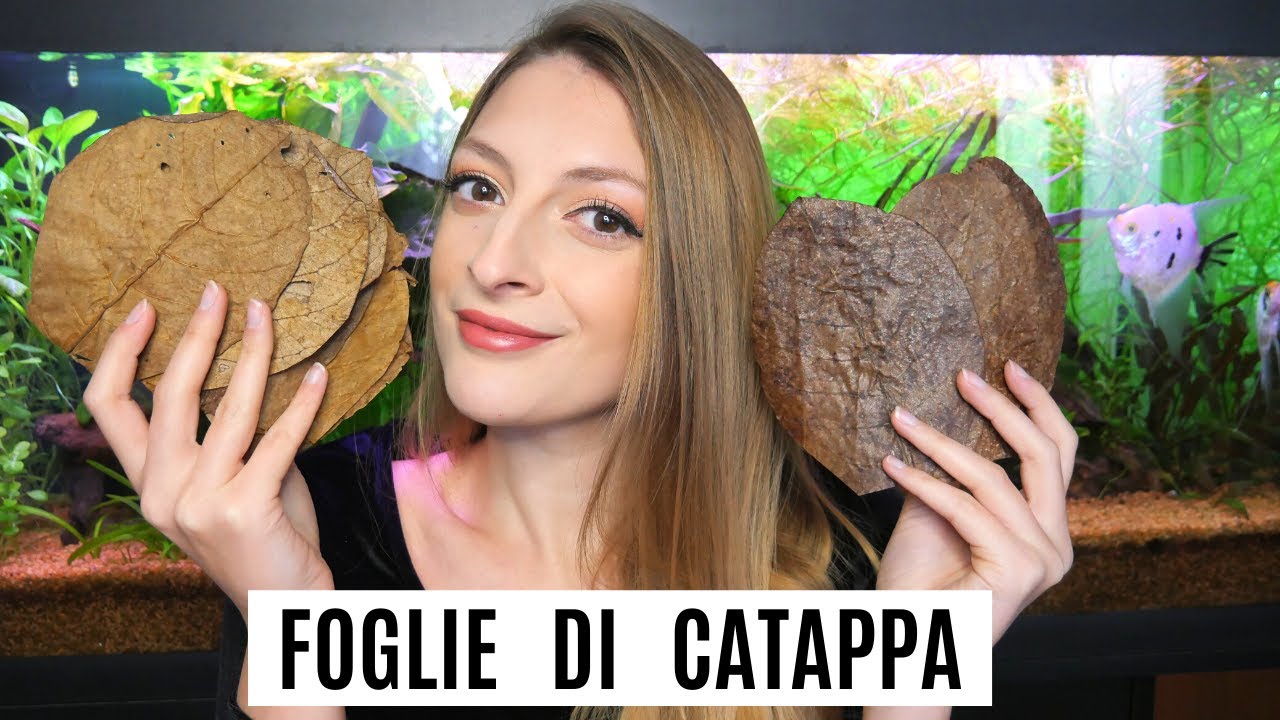 FOGLIE DI CATAPPA 🍂 Come usarle? Perché?