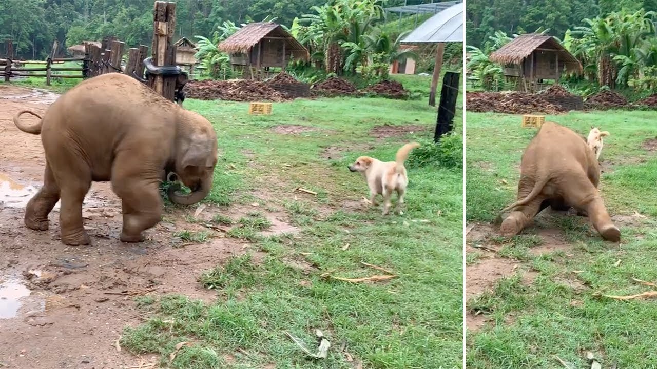 Baby Elephant Slips While Chasing Dog