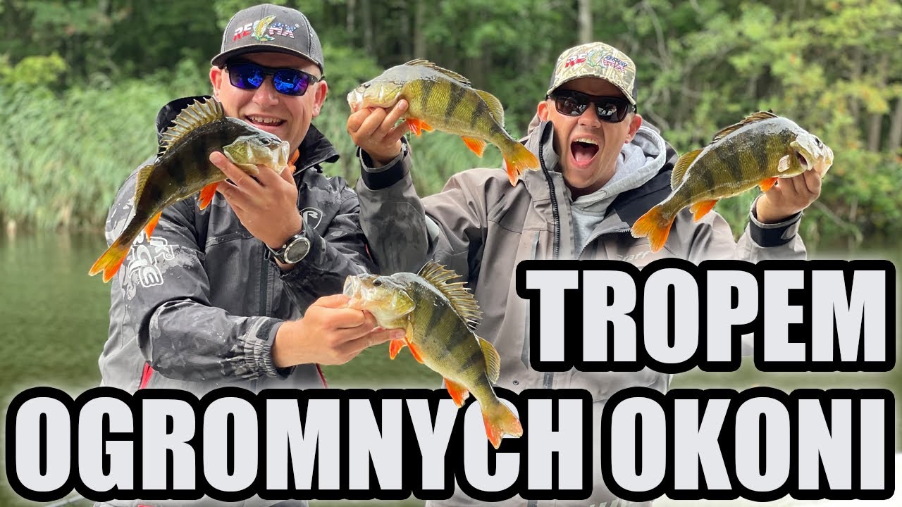 Tropem Ogromnych Okoni !! Okonie na spinning z opadu.