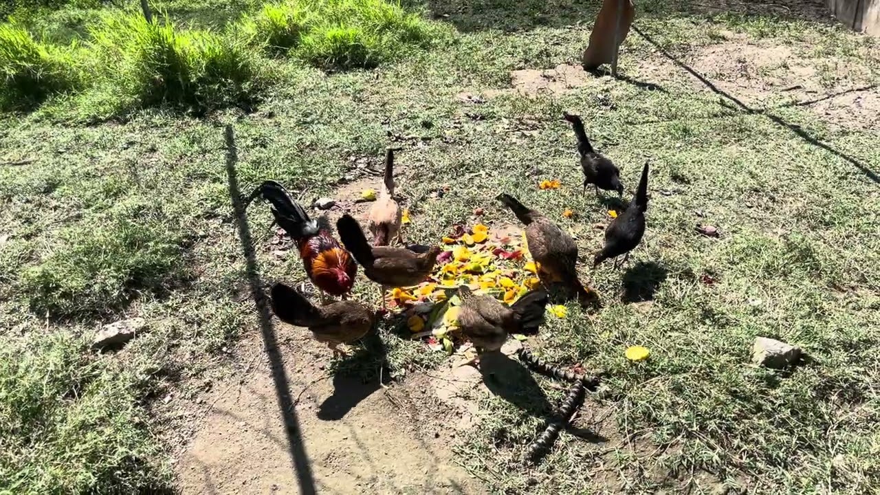 Seguimos con la alimentación de la gallinas. En Telegram, la práctica. 8293830436. 
