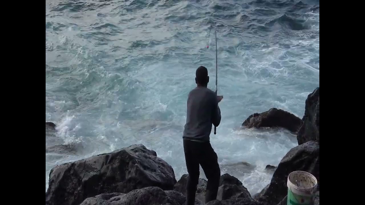 Double sargo fishing   Diplodus sargus