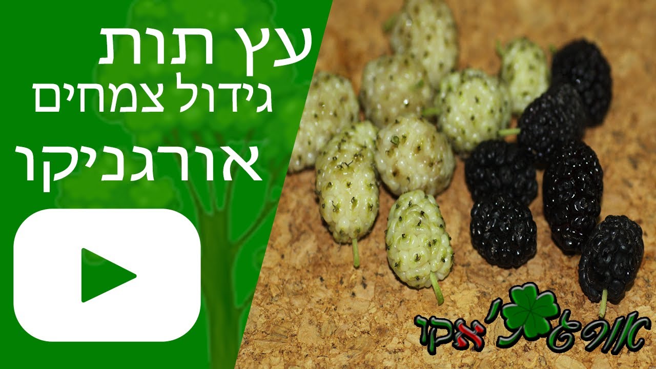 תות עץ - גידול צמח - אורגניקו
