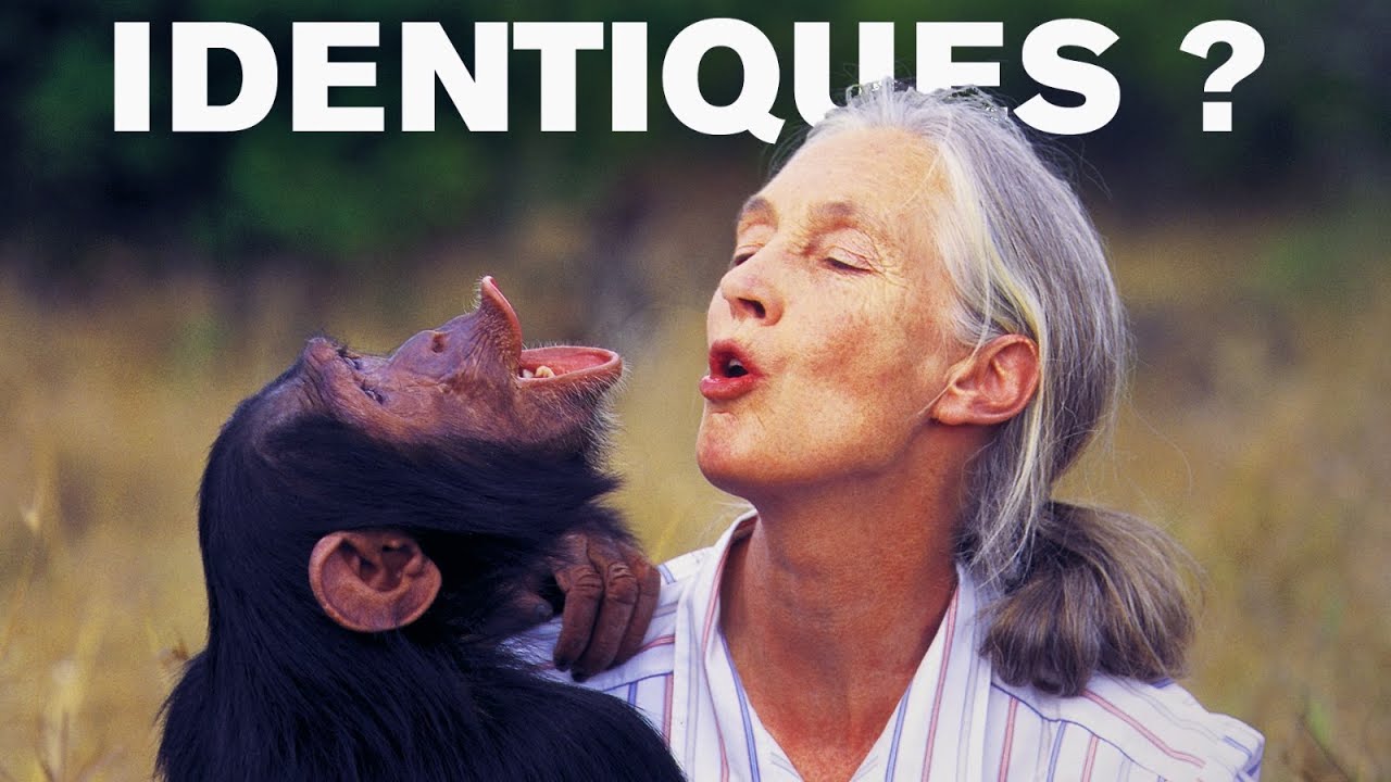 L'incroyable vie de Jane Goodall : celle qui parlait aux chimpanzés