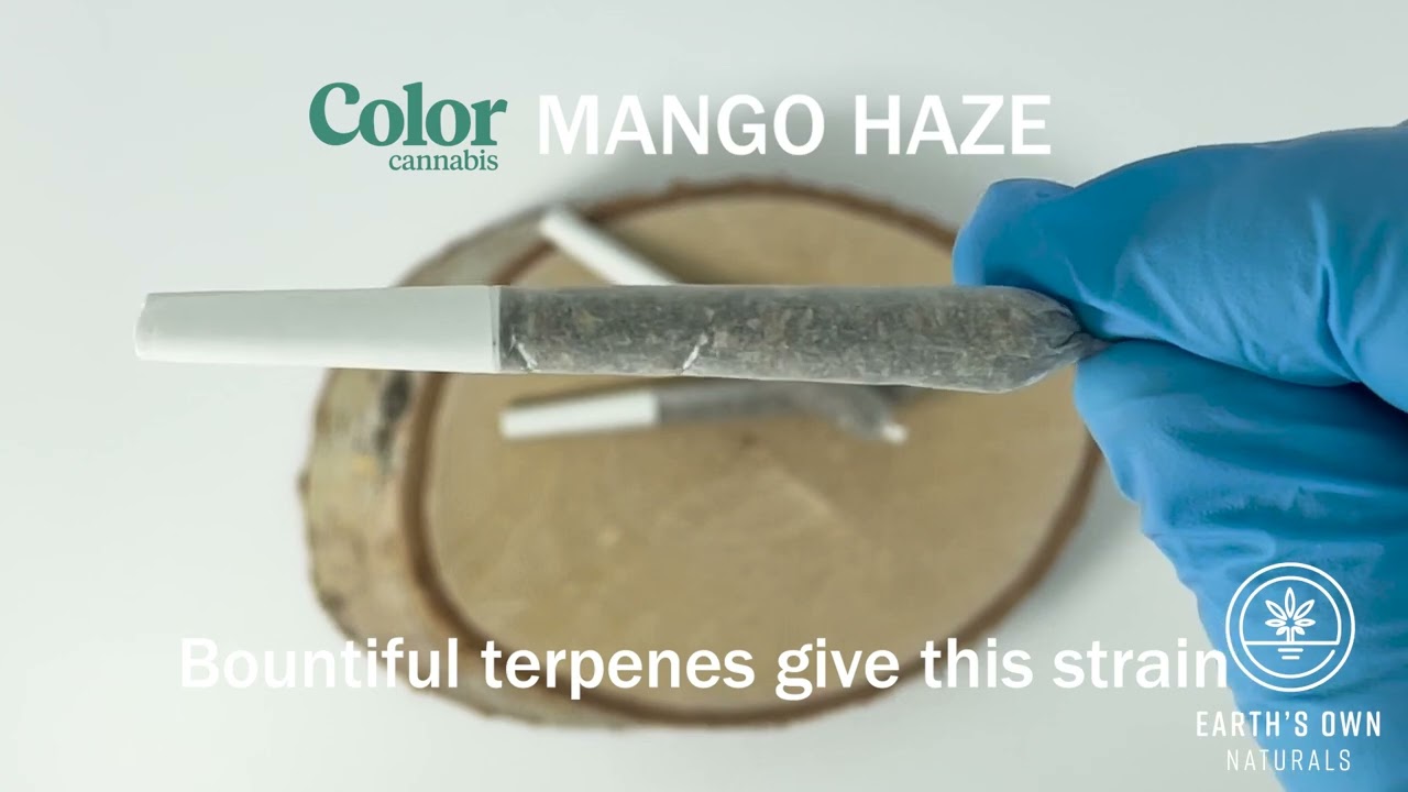 Mango Haze Pre-Rolls - Color