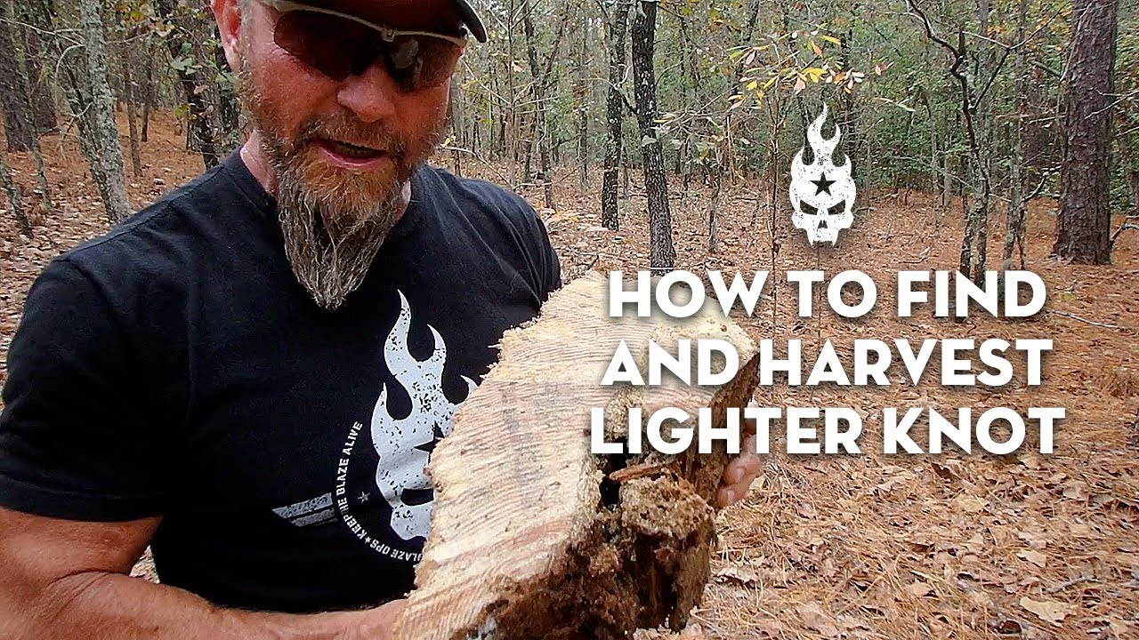 How to Find & Harvest Lighter Knot