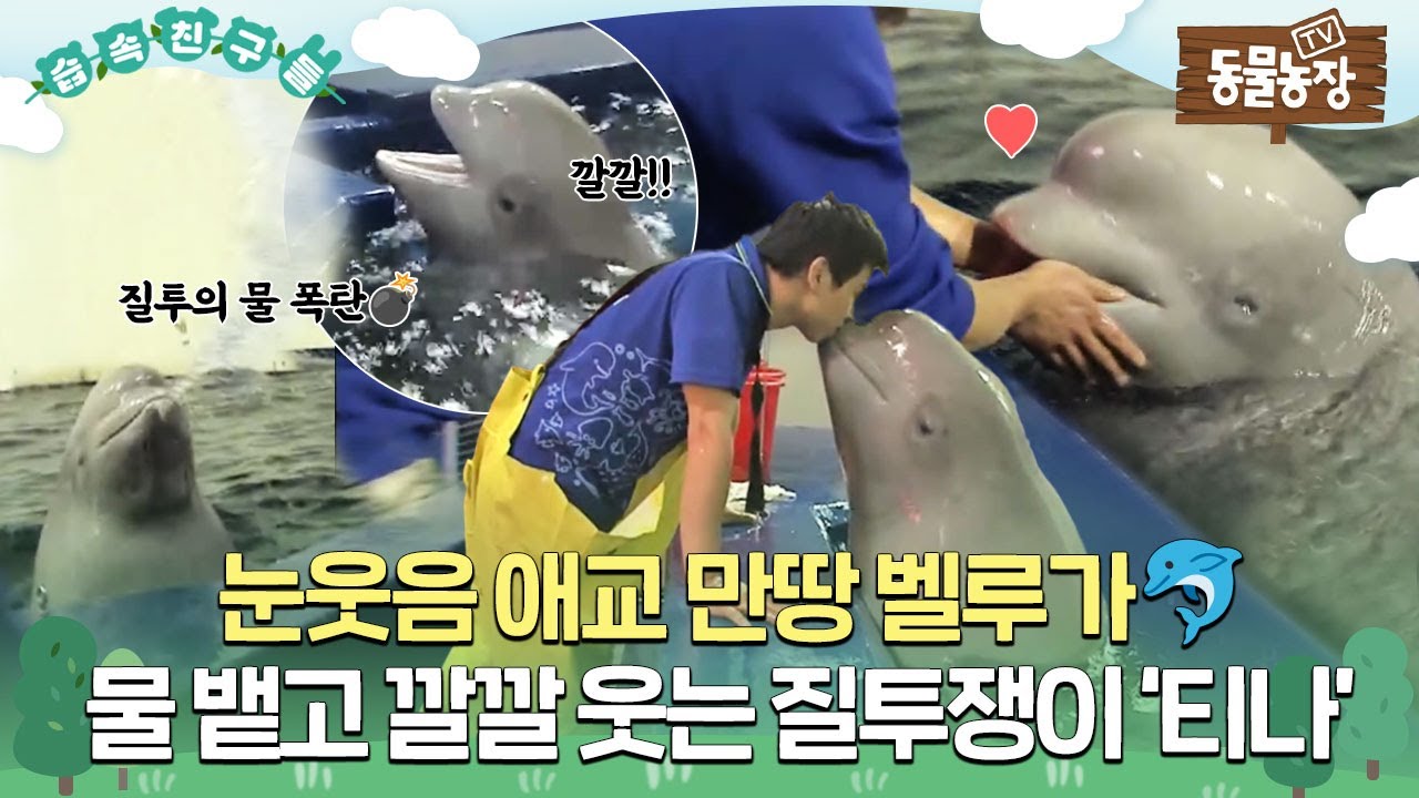 [#습속친구들] 눈웃음 애교 만땅 벨루가🐬..인줄 알았는데! 물 뱉고 깔깔 웃는 질투의 화신 ‘티나’😈 #TV동물농장 #AnimalFarm #SBSstory