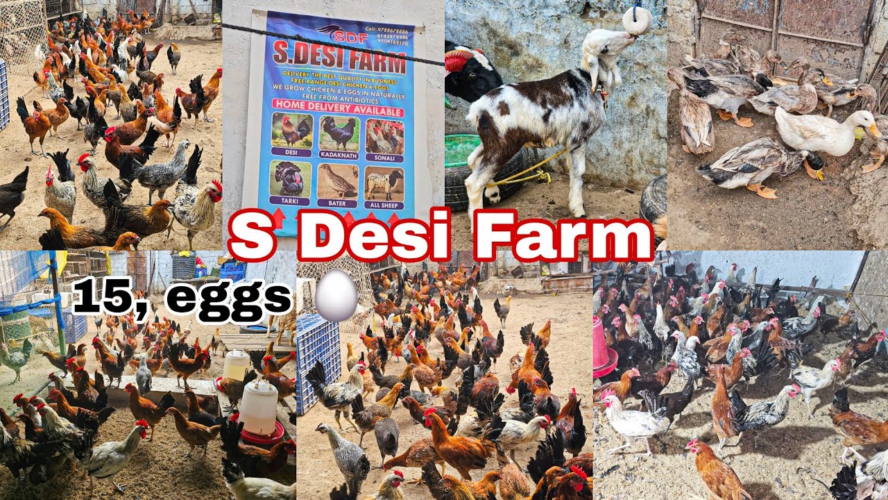 S DESI FARM | SONALI MURGIYA 🐓 EGGS 🥚 | DUCKS 🦆| IN HYDERABAD 
