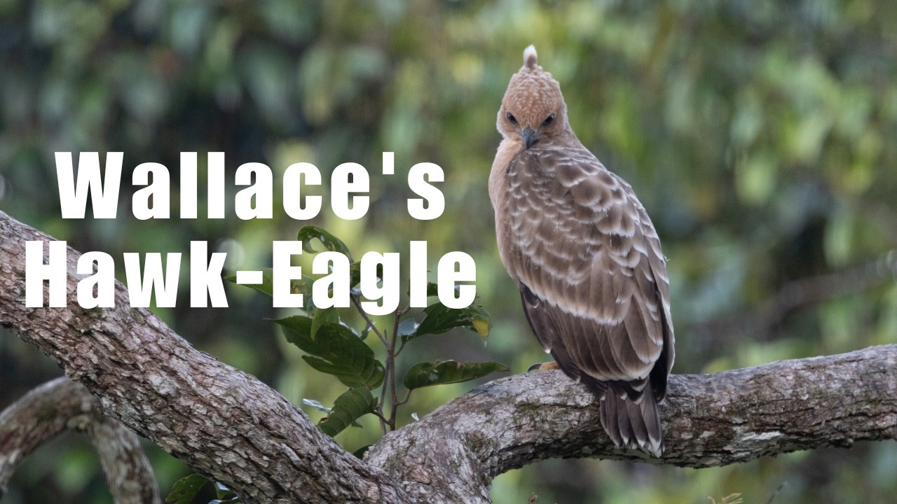 Wallace’s Hawk-Eagle: The Rare Raptor of Southeast Asia