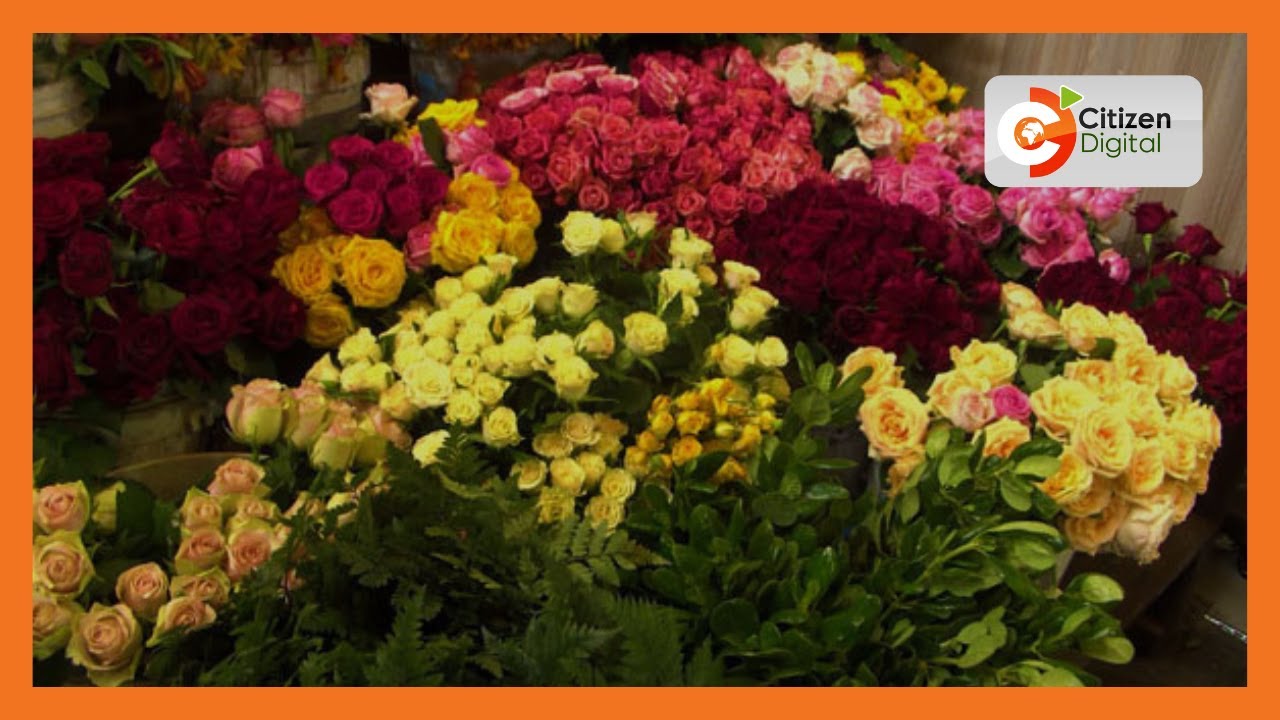 | KENYA'S GOLD | Flower Farming in Kenya [Part 1]