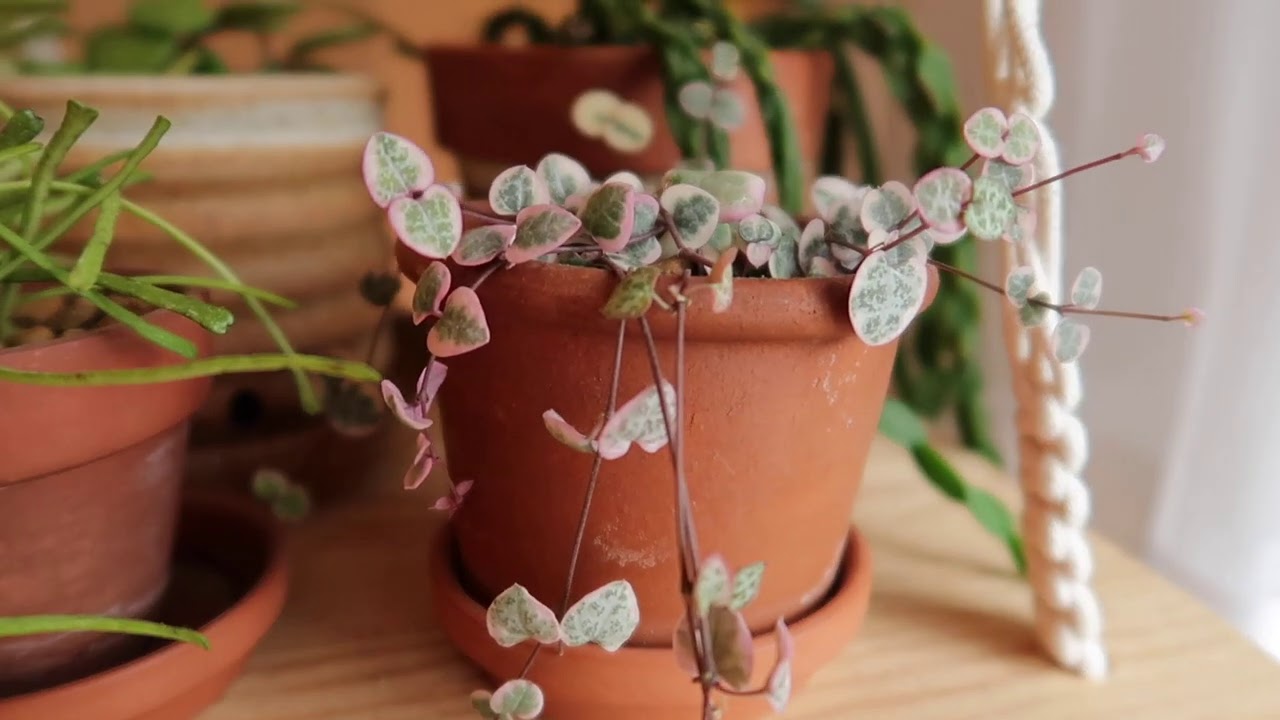 Creating a Capsule Plant Collection