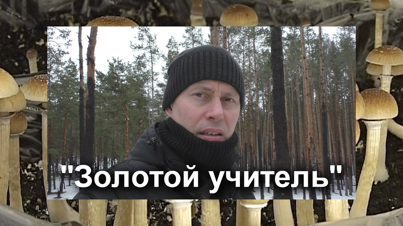 BOOST работы мозга - Польза для человека и катастрофа для государства. Псило ... грибы.