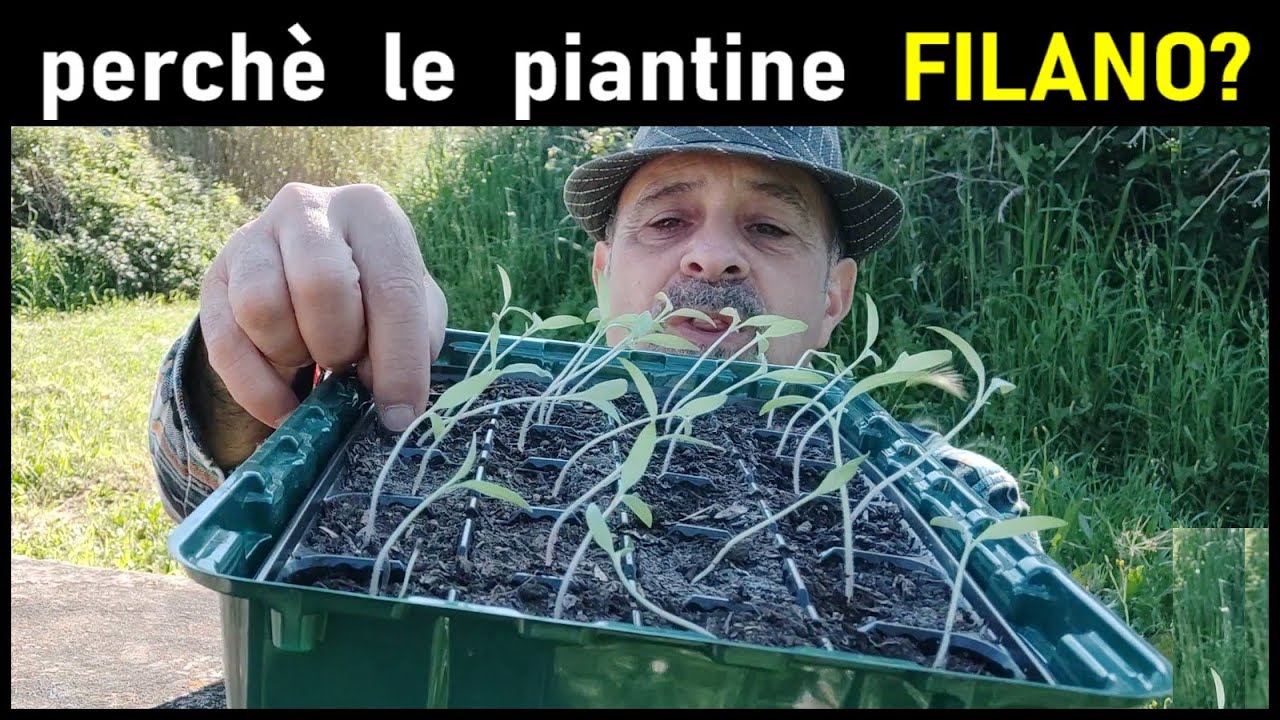 Cosa fare quando le piantine filano