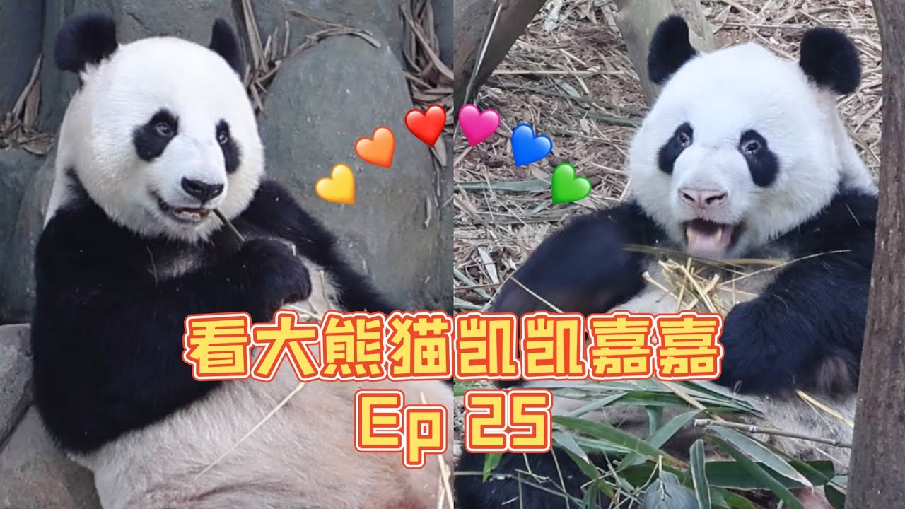 看大熊猫叻叻的爸爸妈妈凯凯和嘉嘉，让嘉嘉和叻叻以特别方式同框 Visit giant panda Kai Kai & Jia Jia | 大熊猫宝宝叻叻探访记 25 Visit Le Le Ep 25