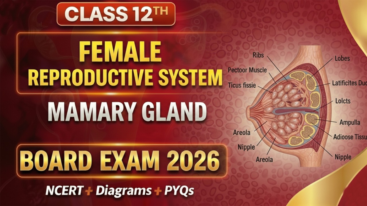 Mammary Glands | Female Reproductive System | Class 12 Biology