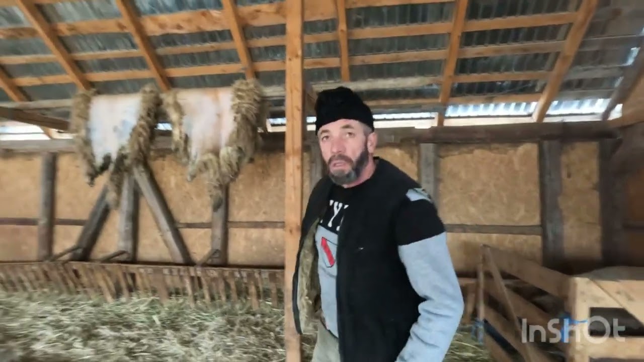 Fermă De Oi Breze a Baciului Cosarca Sorin din Sarmas .Harghita -