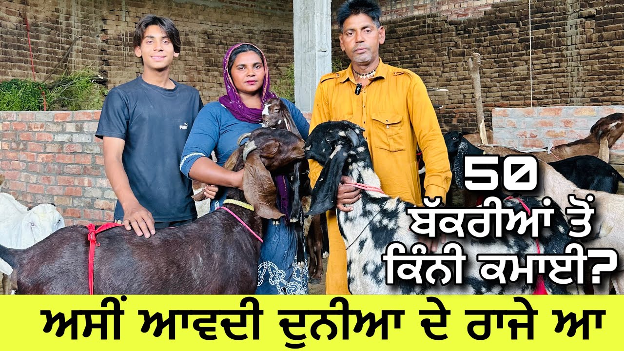 ਬੱਕਰੀਆਂ ਨੇ ਜਿੰਨਾ ਸਾਨੂੰ ਦਿੱਤਾ ਅਸੀਂ ਦੱਸ ਨੀ ਸਕਦੇ ।ਇੱਕ ਵੱਡੀ ਰੀਝ ਬੱਕਰੀਆਂ ਨੇ ਪੂਰੀ ਕੀਤੀ ਆ #youngfarmervideo