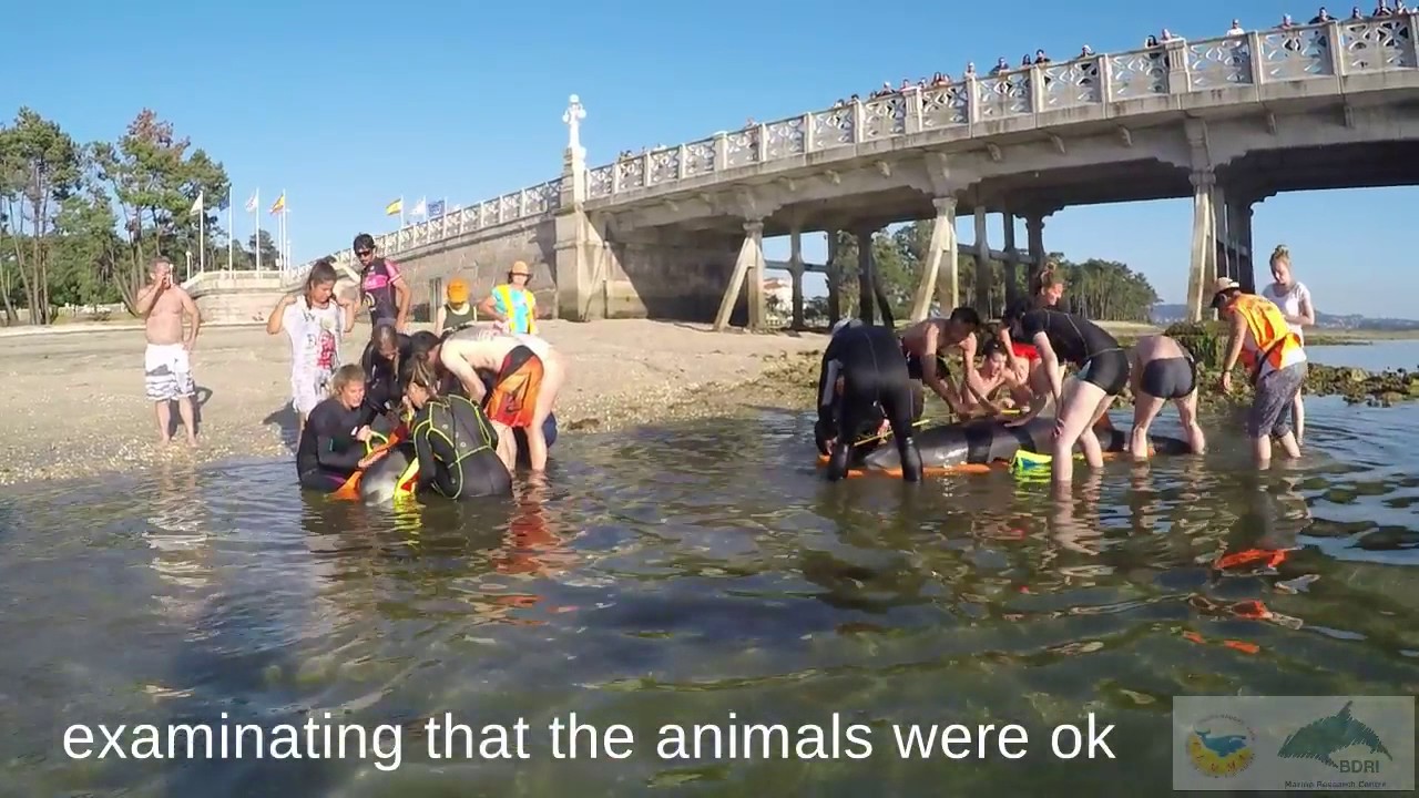 Watch rescuers save two bottlenose dolphins stranded in Spain