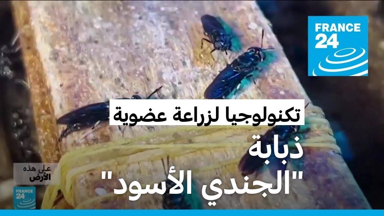 ذبابة 